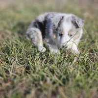 2593IZF, a female Shetland Sheepdog for sale in Pomona, MO – Photo 5 of 10
