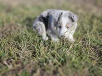 2593IZF, a female Shetland Sheepdog for sale in Pomona, MO – Photo 5 of 10