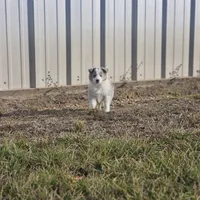 2593IZF, a female Shetland Sheepdog for sale in Pomona, MO – Photo 8 of 10