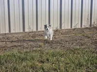 2593IZF, a female Shetland Sheepdog for sale in Pomona, MO – Photo 8 of 10