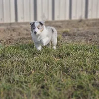 2593IZF, a female Shetland Sheepdog for sale in Pomona, MO – Photo 4 of 10