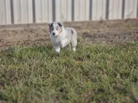 2593IZF, a female Shetland Sheepdog for sale in Pomona, MO – Photo 4 of 10