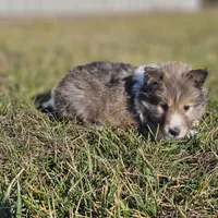 Ruby M 2588 Atom, a male Shetland Sheepdog for sale in Pomona, MO – Photo 9 of 10