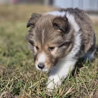 Ruby M 2588 Atom, a male Shetland Sheepdog for sale in Pomona, MO – Photo 5 of 10