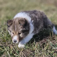 Ruby M 2588 Atom, a male Shetland Sheepdog for sale in Pomona, MO – Photo 8 of 10