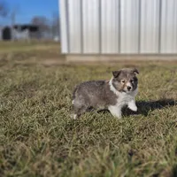 Ruby M 2588 Atom, a male Shetland Sheepdog for sale in Pomona, MO – Photo 4 of 10