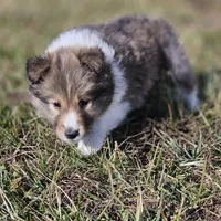 Ruby M 2588 Atom, a male Shetland Sheepdog for sale in Pomona, MO – Photo 10 of 10