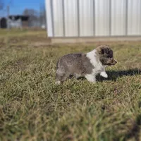 Ruby M 2588 Atom, a male Shetland Sheepdog for sale in Pomona, MO – Photo 1 of 10