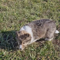 Ruby M 2588 Atom, a male Shetland Sheepdog for sale in Pomona, MO – Photo 6 of 10