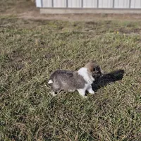 Ruby M 2588 Atom, a male Shetland Sheepdog for sale in Pomona, MO – Photo 3 of 10