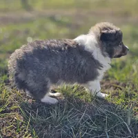 Ruby M 2588 Atom, a male Shetland Sheepdog for sale in Pomona, MO – Photo 7 of 10