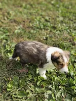 Spanky, a male Shetland Sheepdog for sale in Pomona, MO – Photo 9 of 10