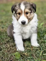 Spanky, a male Shetland Sheepdog for sale in Pomona, MO – Photo 3 of 10