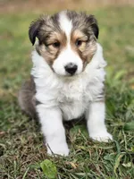 Spanky, a male Shetland Sheepdog for sale in Pomona, MO – Photo 1 of 10