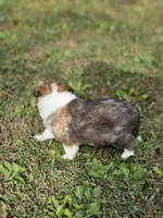 Spanky, a male Shetland Sheepdog for sale in Pomona, MO – Photo 5 of 10