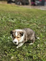 Spanky, a male Shetland Sheepdog for sale in Pomona, MO – Photo 8 of 10