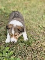Spanky, a male Shetland Sheepdog for sale in Pomona, MO – Photo 4 of 10