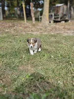 Spanky, a male Shetland Sheepdog for sale in Pomona, MO – Photo 7 of 10