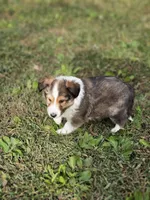 Spanky, a male Shetland Sheepdog for sale in Pomona, MO – Photo 10 of 10