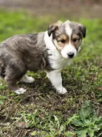 Spanky, a male Shetland Sheepdog for sale in Pomona, MO – Photo 6 of 10