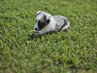 2600, a male Shetland Sheepdog for sale in Pomona, MO – Photo 6 of 8