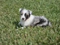 2600, a male Shetland Sheepdog for sale in Pomona, MO – Photo 5 of 8