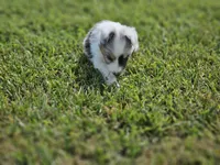 2600, a male Shetland Sheepdog for sale in Pomona, MO – Photo 3 of 8