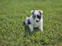 2600, a male Shetland Sheepdog for sale in Pomona, MO – Photo 1 of 8