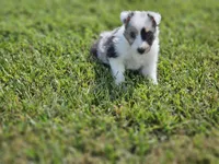 2600, a male Shetland Sheepdog for sale in Pomona, MO – Photo 2 of 8