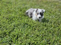 2600, a male Shetland Sheepdog for sale in Pomona, MO – Photo 4 of 8