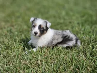 2600, a male Shetland Sheepdog for sale in Pomona, MO – Photo 7 of 8