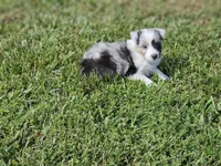 2600, a male Shetland Sheepdog for sale in Pomona, MO – Photo 8 of 8