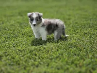 2588, a female Shetland Sheepdog for sale in Pomona, MO – Photo 5 of 8
