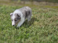 2588, a female Shetland Sheepdog for sale in Pomona, MO – Photo 3 of 8