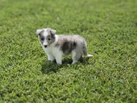 2588, a female Shetland Sheepdog for sale in Pomona, MO – Photo 6 of 8