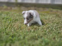 2588, a female Shetland Sheepdog for sale in Pomona, MO – Photo 2 of 8