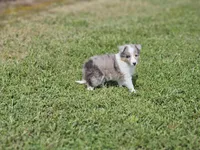 2588, a female Shetland Sheepdog for sale in Pomona, MO – Photo 4 of 8