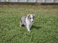 2588, a female Shetland Sheepdog for sale in Pomona, MO – Photo 8 of 8