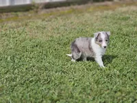 2588, a female Shetland Sheepdog for sale in Pomona, MO – Photo 1 of 8