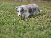 2588, a female Shetland Sheepdog for sale in Pomona, MO – Photo 7 of 8