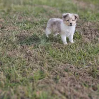 SkittlesF2581, a female Shetland Sheepdog for sale in Pomona, MO – Photo 6 of 10