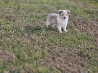 SkittlesF2581, a female Shetland Sheepdog for sale in Pomona, MO – Photo 6 of 10