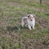 SkittlesF2581, a female Shetland Sheepdog for sale in Pomona, MO – Photo 10 of 10