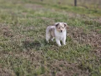 SkittlesF2581, a female Shetland Sheepdog for sale in Pomona, MO – Photo 10 of 10