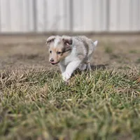 SkittlesF2581, a female Shetland Sheepdog for sale in Pomona, MO – Photo 3 of 10