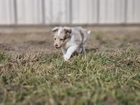 SkittlesF2581, a female Shetland Sheepdog for sale in Pomona, MO – Photo 3 of 10
