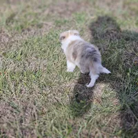 SkittlesF2581, a female Shetland Sheepdog for sale in Pomona, MO – Photo 9 of 10