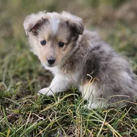 SkittlesF2581, a female Shetland Sheepdog for sale in Pomona, MO – Photo 1 of 10