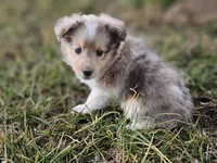 SkittlesF2581, a female Shetland Sheepdog for sale in Pomona, MO – Photo 1 of 10