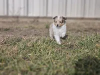 SkittlesF2581, a female Shetland Sheepdog for sale in Pomona, MO – Photo 7 of 10
